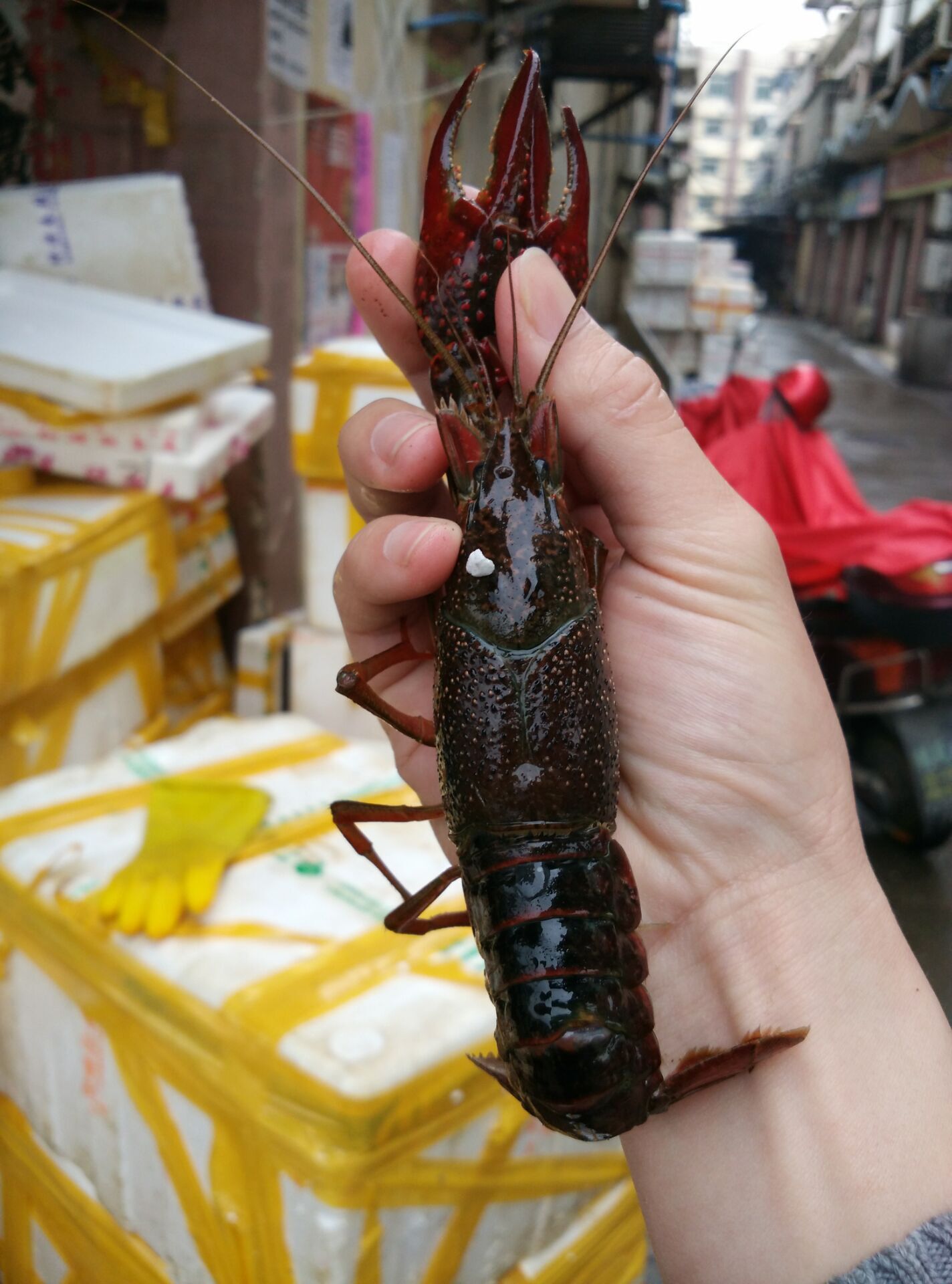 鄱阳湖小龙虾 野生鲜活小龙虾 清水淡水小龙虾大红虾789不封顶