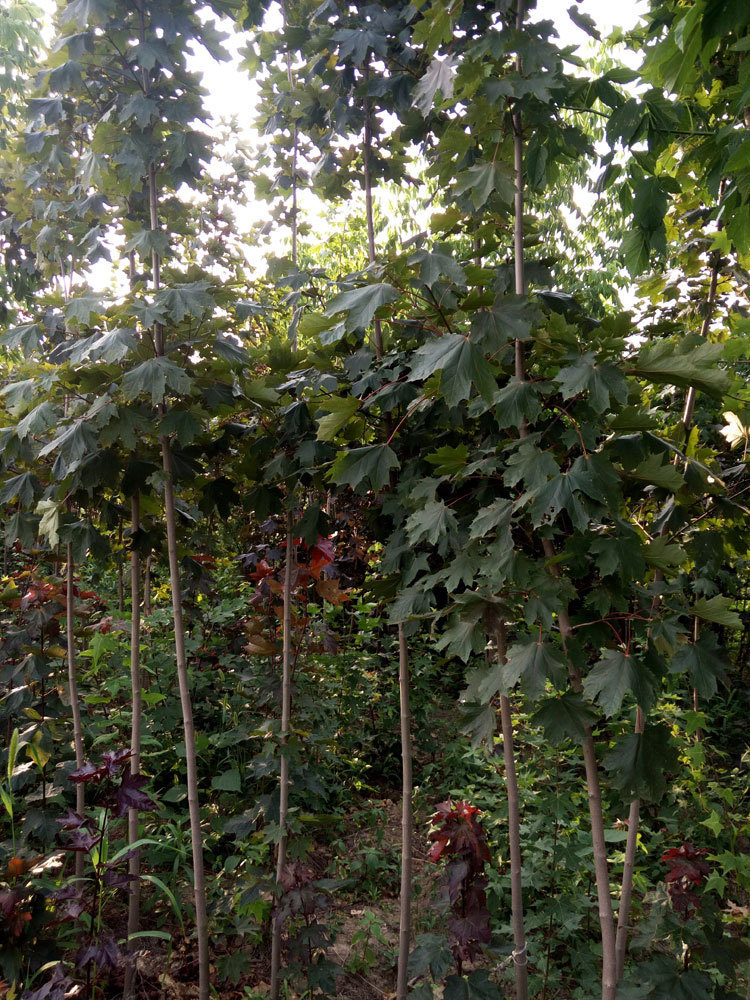 供应狄波拉挪威槭 开春红叶 新叶红色老叶返绿 速生挪威槭