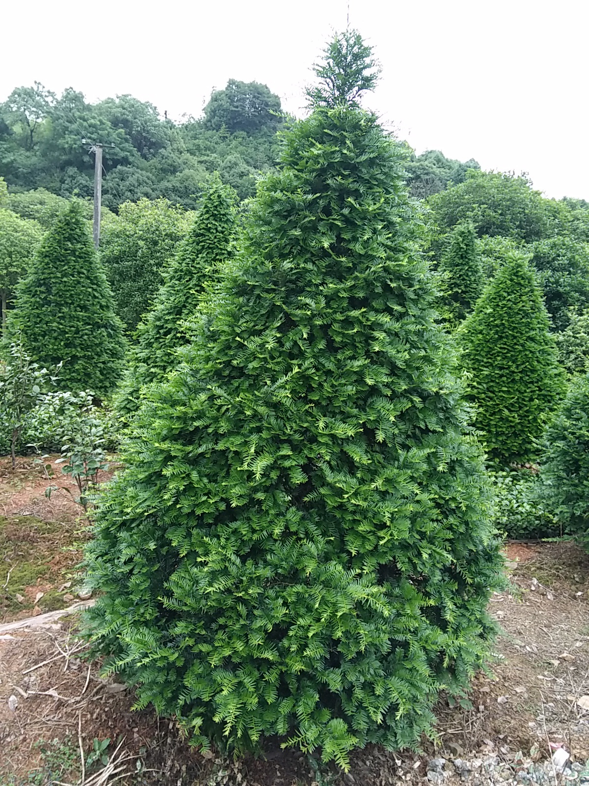 8cm宝塔形红豆杉 四季常绿灌木 家庭景观树 工程湿地绿化苗木批发