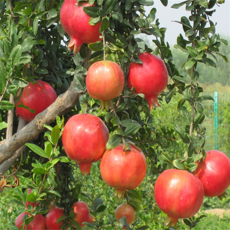 红玛瑙石榴树 大果黑籽甜石榴突尼斯软籽石榴