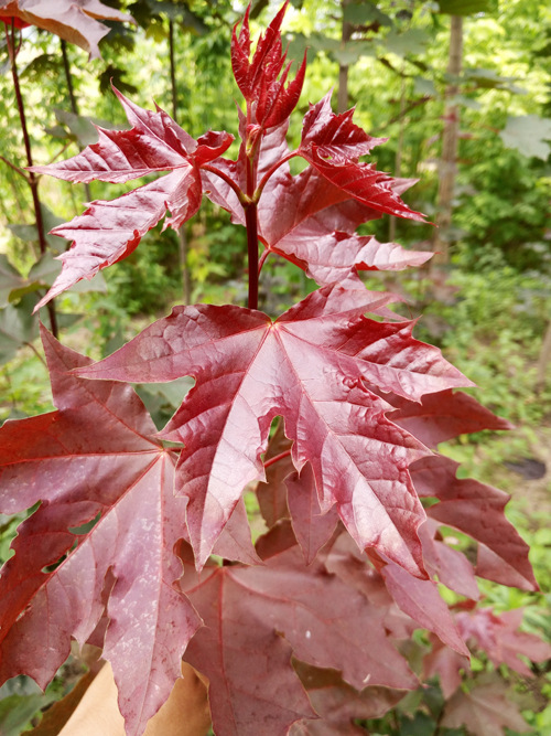 供应狄波拉挪威槭 开春红叶 新叶红色老叶返绿 速生挪威槭 - 苗木批发