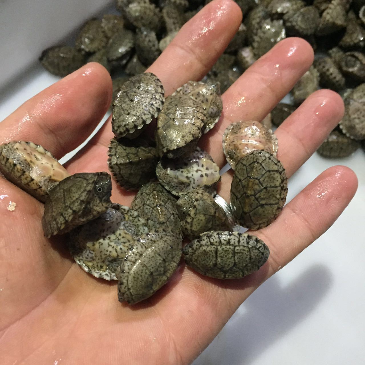 剃刀龟 屋顶龟 剃刀苗 观赏龟小乌龟深水龟蛋龟活体批发【2-3cm】