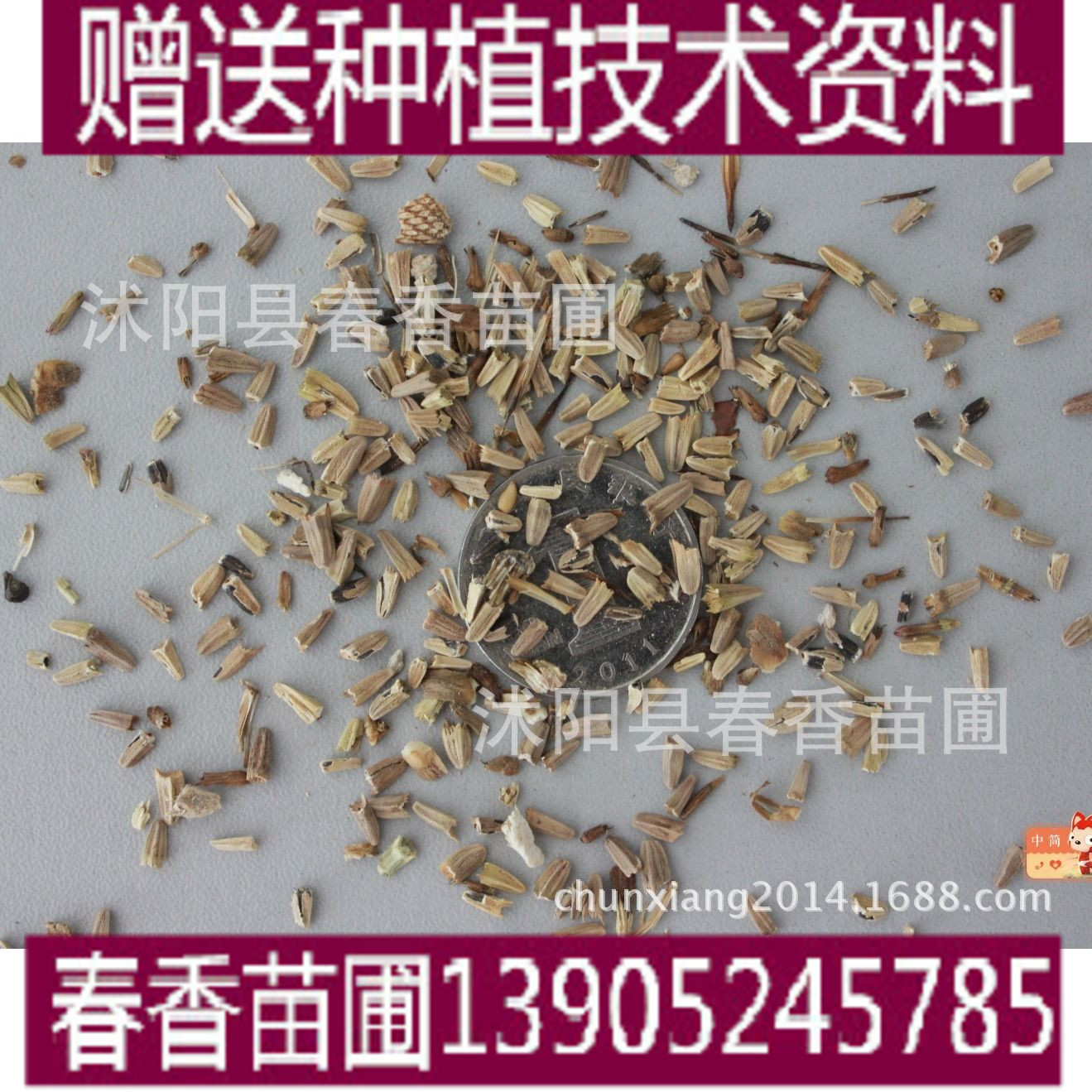 供应地被草花松果菊大量出售松果菊种子又名紫松果菊