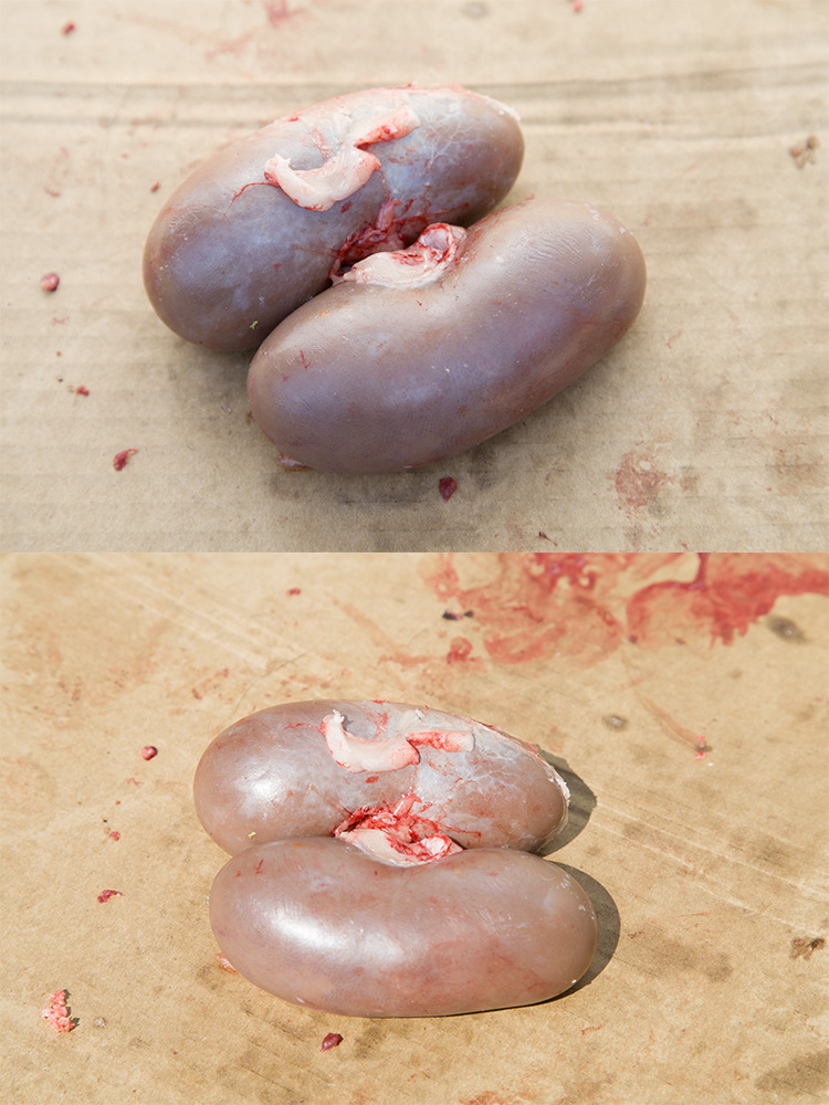 供应东北特产温补佳品新鲜鹿腰子鲜鹿肾 鹿场产地直销批发