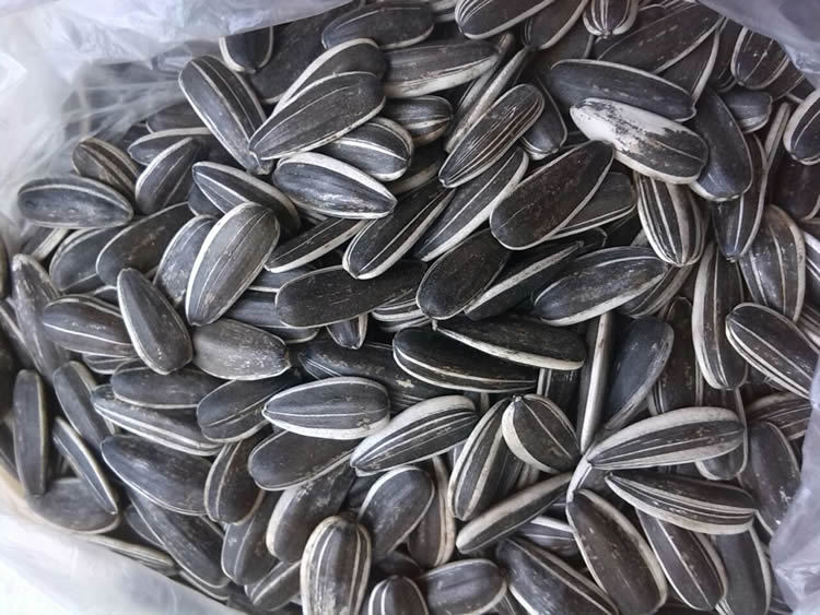 内蒙古赤峰原产生瓜子新品488大量现货批发