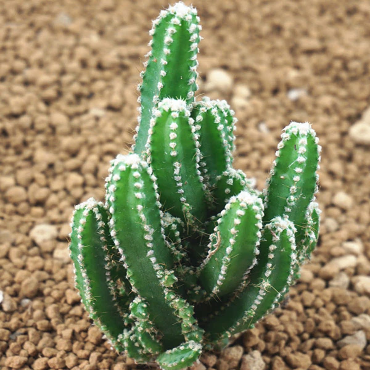 七王子 多肉植物批发 万重山 仙人掌 仙人球 盆栽花卉 防辐射