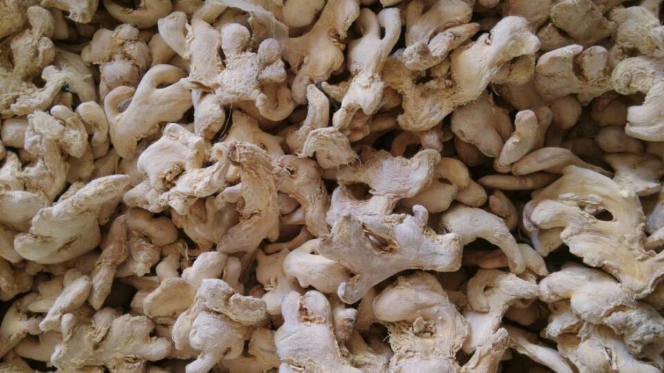 一 材料制备   无硫薄片 将干姜片磨粉以后每天烘干一次,连烘三天