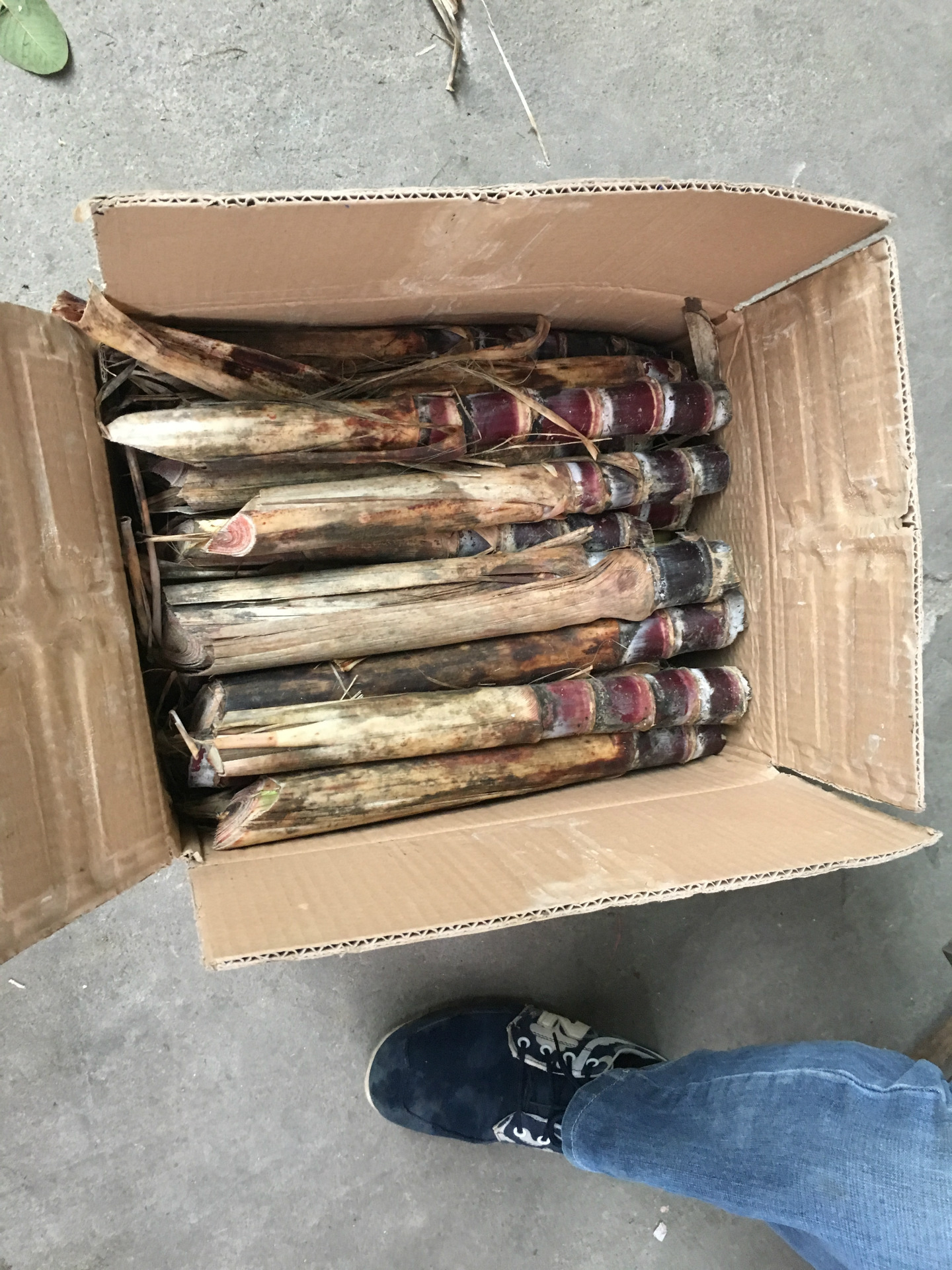 甘蔗种子适合河南四川湖南云南江西福建安徽湖北南方北方种植高