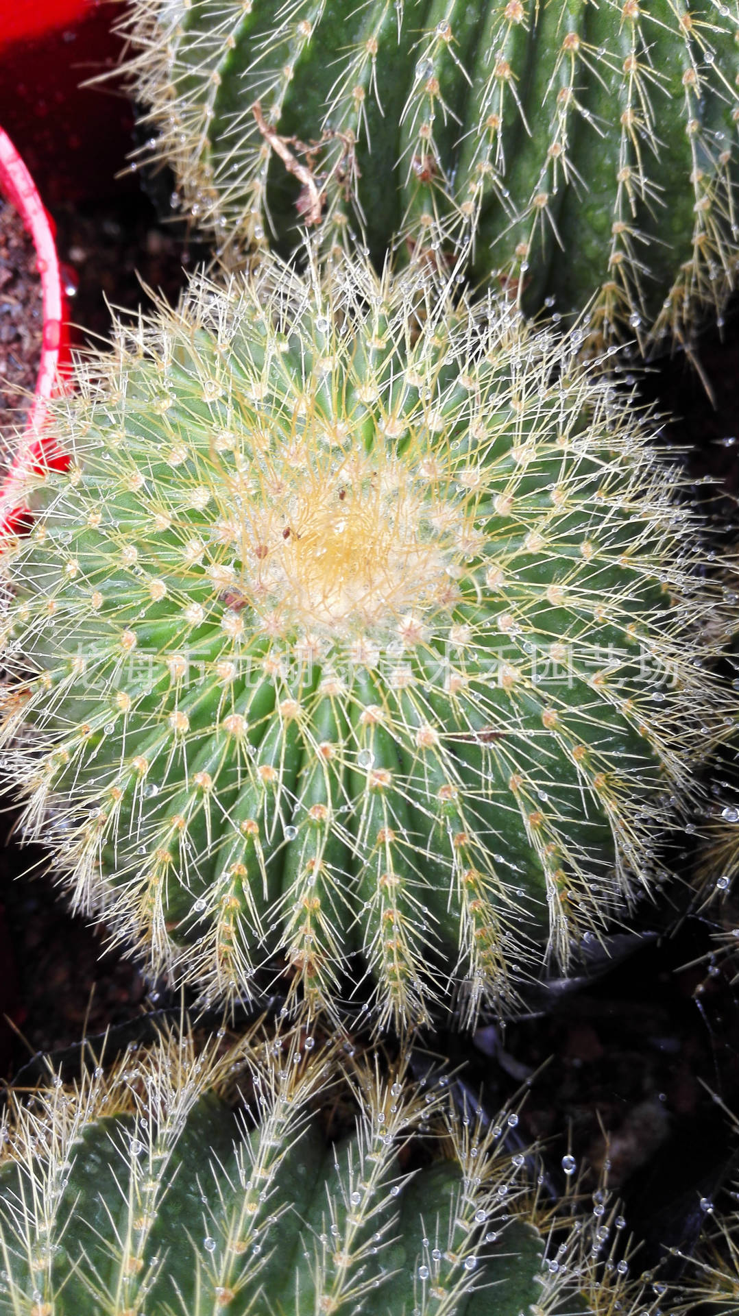 金冠单头 仙人球批发 6cm左右 多肉植物 防辐射