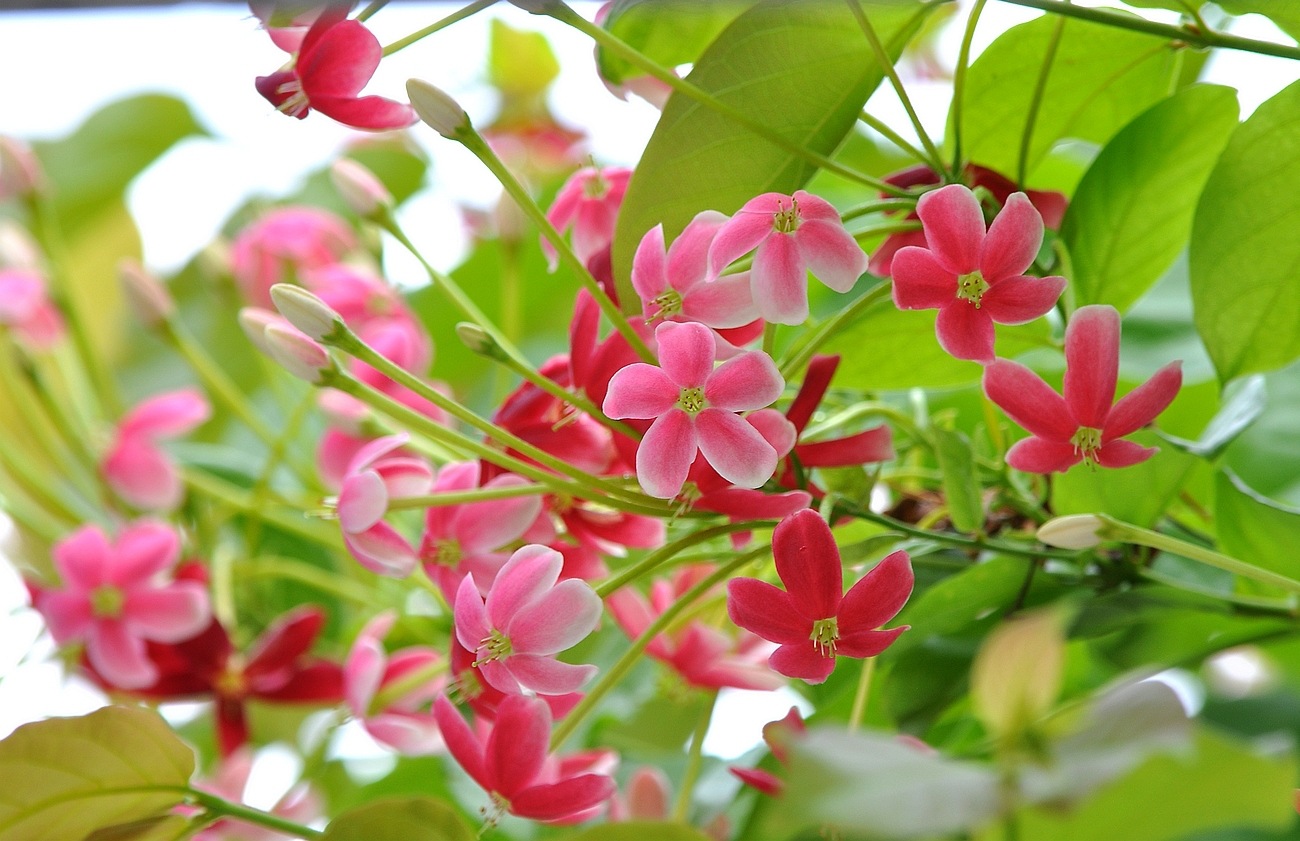 使君子速溶粉 使君子粉80-200目 现货供应