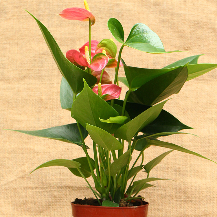 批发精品 粉掌 110#---140#绿植办公室背景家庭观赏植物