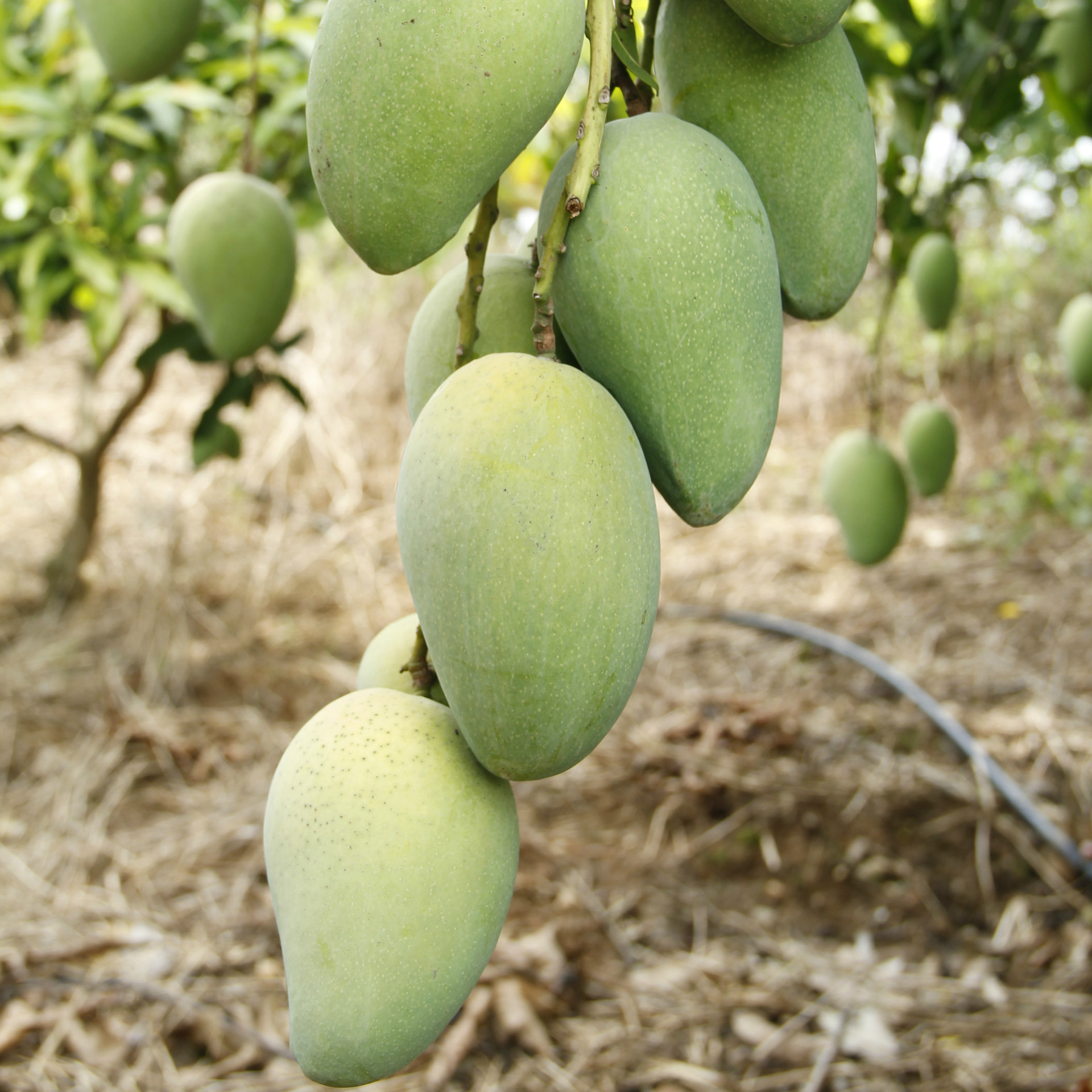 【一件代发】广西田东特产 新鲜大台农芒果5斤装 厂家包邮0