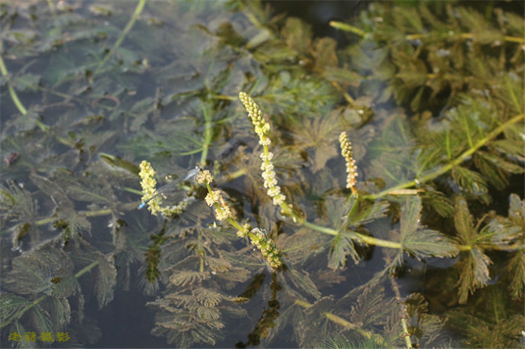 批发 生态绿化水生植物 穗状狐尾藻 沉水植物 水质净化