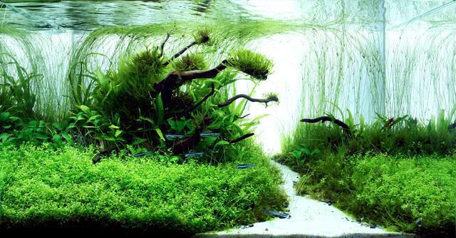 大沙草 大莎草 细叶莎草 鱼缸水族箱造景 真水草活体 观赏水草