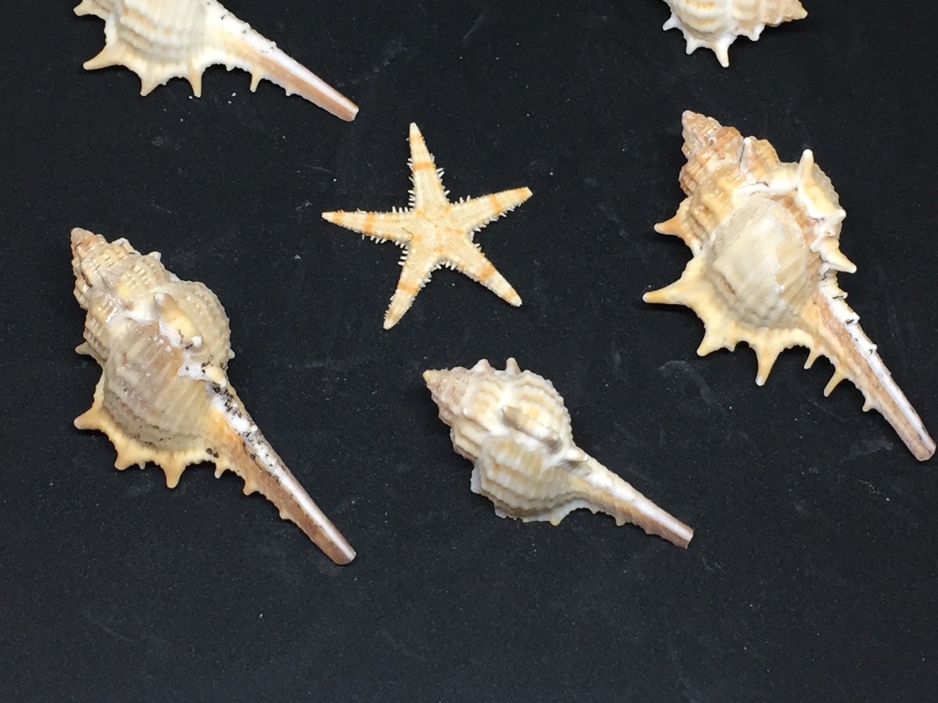 长刺螺鱼缸水族箱造景家居装饰摆件天然贝壳