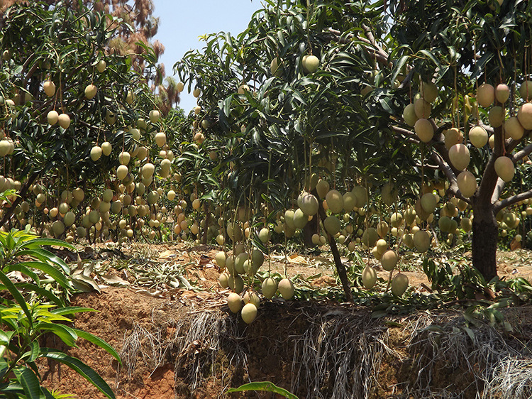 攀枝花大芒果套袋大果凯特芒果大青芒无公害绿色产品自产自销8.