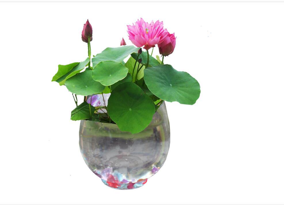 2016跑江湖新品 碗栽小睡莲 水培 迷你碗莲 水生植物 观赏花卉