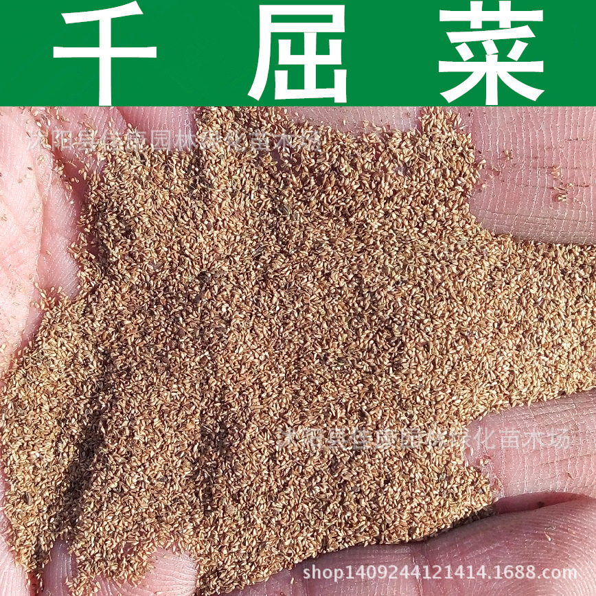 草花种子千屈菜种子对叶莲水生植物水枝柳种子1件1斤