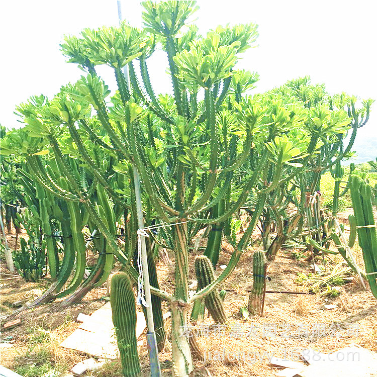 霸王鞭大戟科植物高3米 乔木状 常绿景观 大型多浆植物沙漠植物