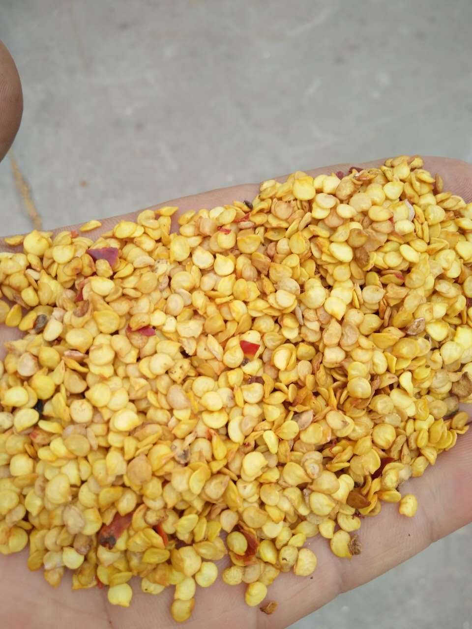 甜椒籽 6000元/吨【厂家直供】批发混批