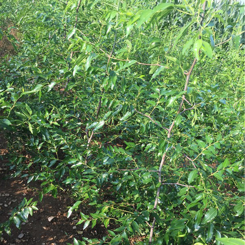 矮化嫁接沾化冬枣苗 一年生沾化冬枣 耐寒耐旱冬枣苗 早熟丰.