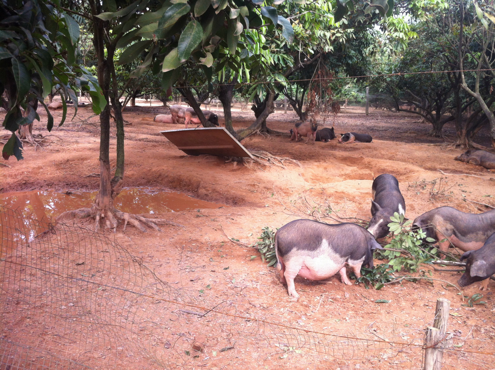 博罗大铜锤农场养殖蓝塘土猪长白猪养殖期为14个月无激素