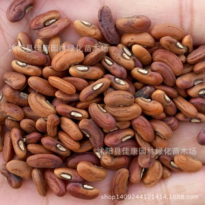 蔬菜种子 长豆角种子 姜豆 豇豆种子 四季角豆带豆 长豇豆种子