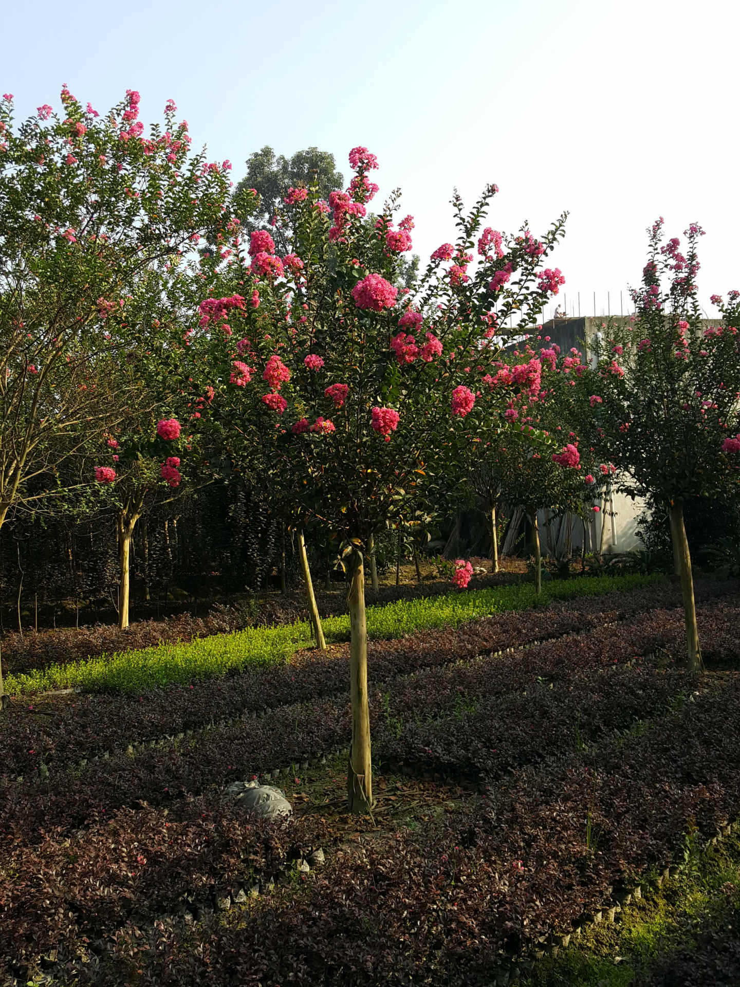 供应四川大红花紫薇,百日红3公分10元