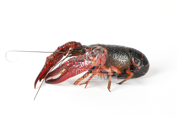 厂家直供食用鲜活水产 品种:炮头两虾(一两以上小龙虾) 卖点:极品大个