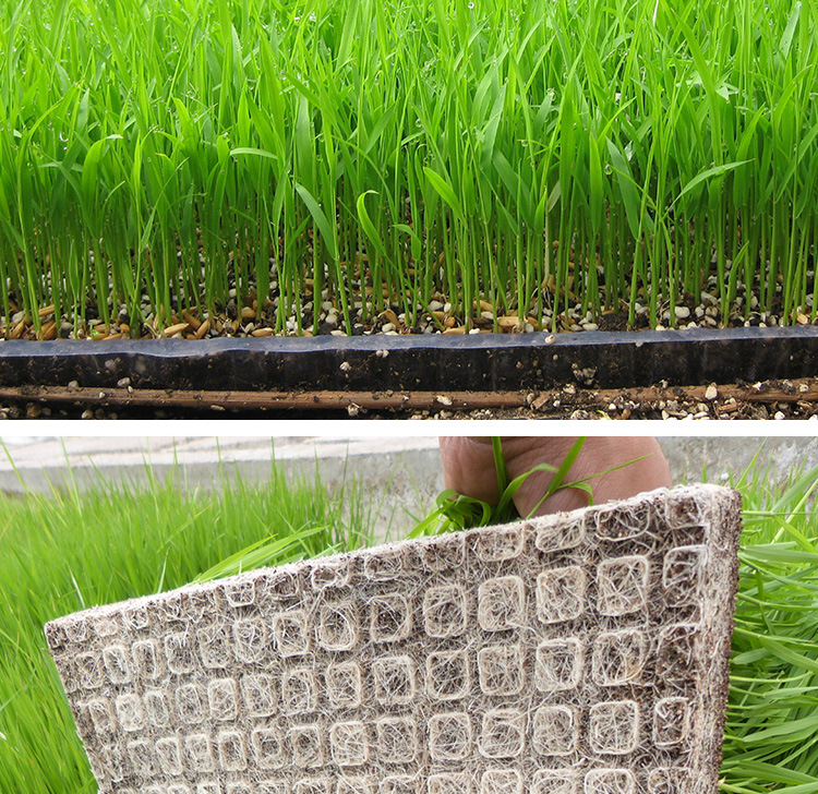 厂家批发 机插秧栽培基质 水稻育秧基质 水稻育苗营养土