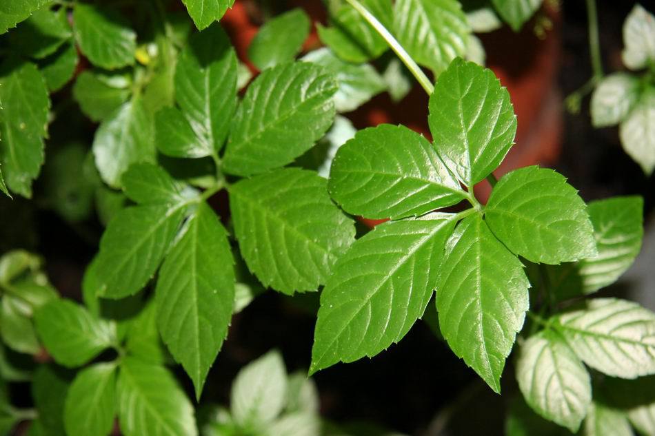 听说绞股蓝茶能减肥?哪个牌子的绞股蓝好呢? -京东万象咨询中心