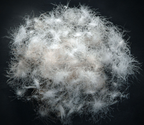 水洗灰鹅绒 90% 郎德鹅 高蓬松度 新国标