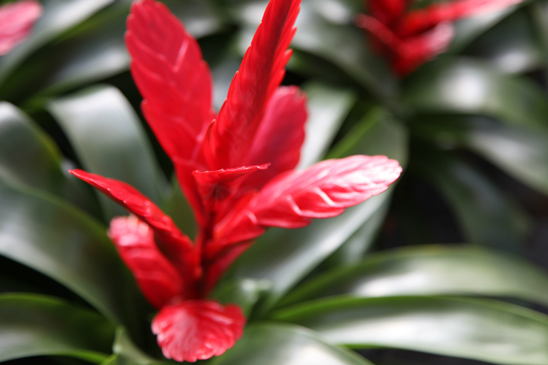 卡丽 室内植物 室内植物 盆栽批发 一件32盆 2月上市