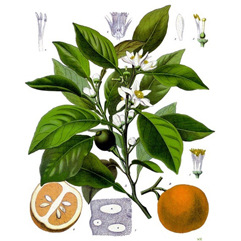 [样品]zoteq - 玳玳叶油 petitigrain oil dai-dai a059