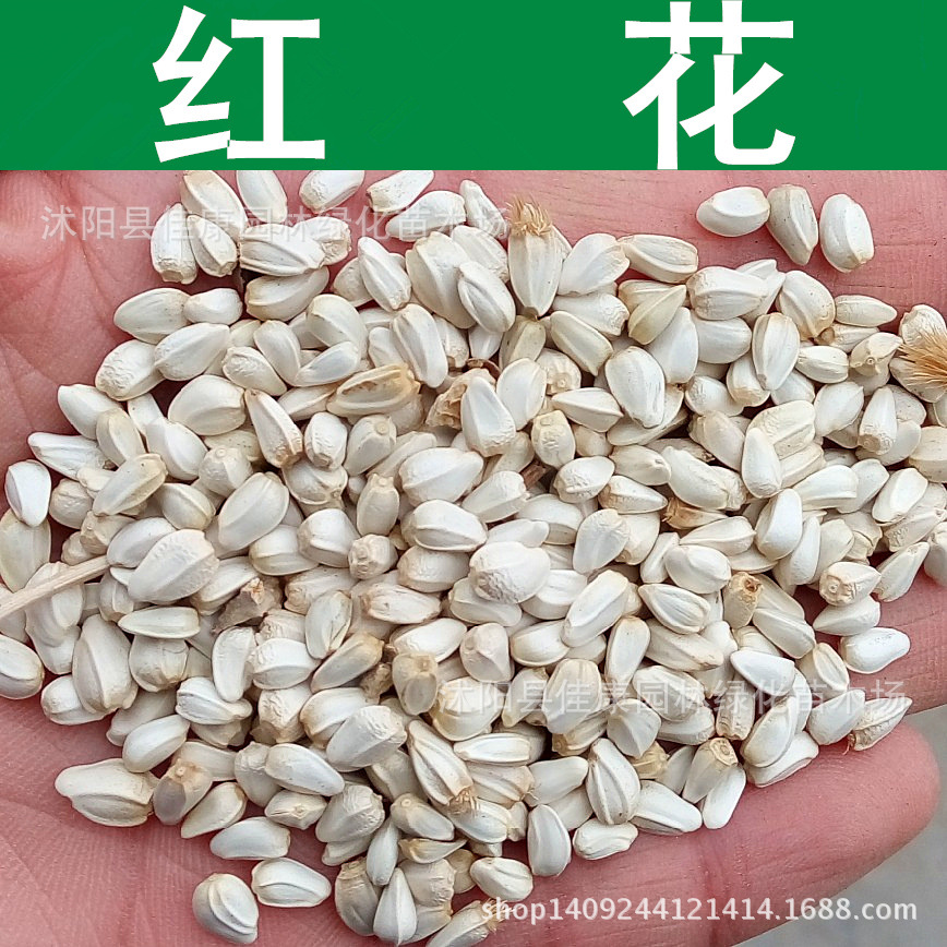 优质红花种子 草红花种子 藏红花 红花可入药榨油 1件=1斤