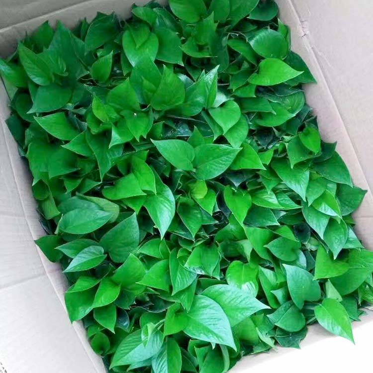 【基地直供】批发青叶绿萝(120) 工程绿墙观叶植物小盆栽绿植
