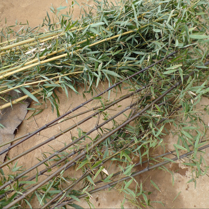 基地供应 小毛竹 楠竹 刚竹 紫竹 金镶玉竹 量大批发 价格优惠