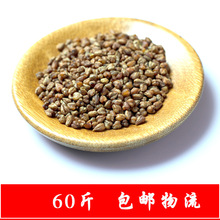 2023新茶西昌苦荞茶散装黑苦荞胚芽厂家批发一件代发荞麦茶500g