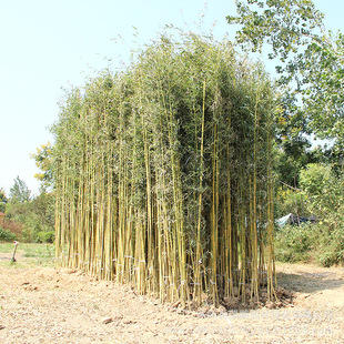 供应基地竹子苗 黄金间碧玉竹苗 品种规格全 2-4米高 1-3厘米粗