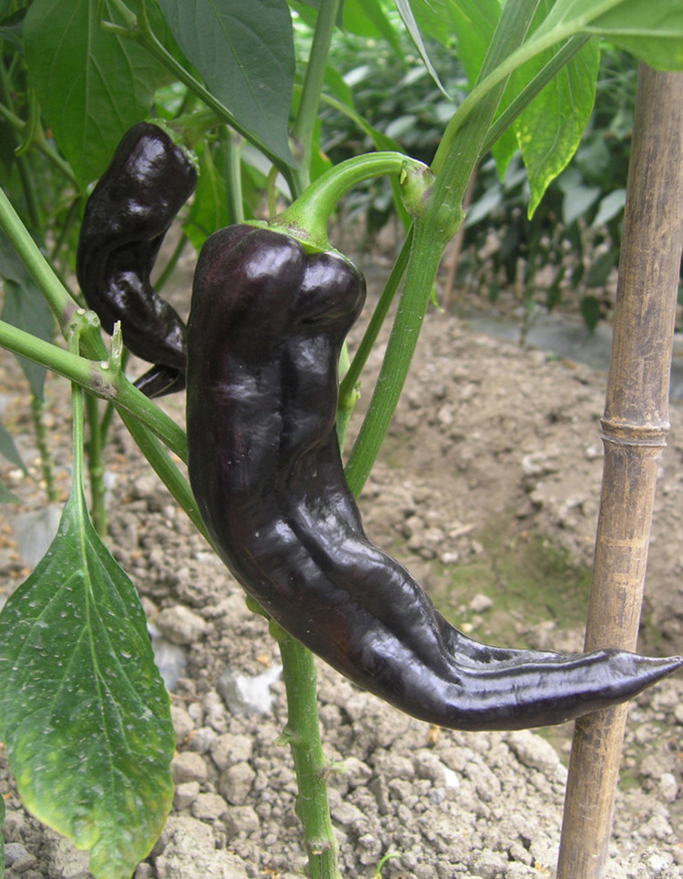 微辣型紫尖椒常规种,中早熟,生长健壮,果实牛角形,商品果为紫色,果面