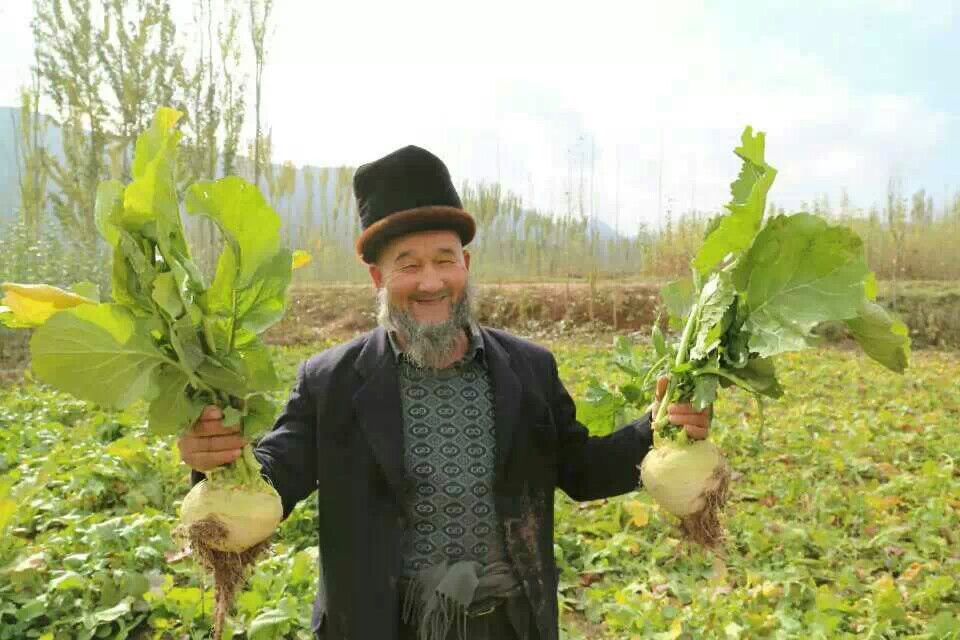 恰玛古叶提取物 10:1包邮