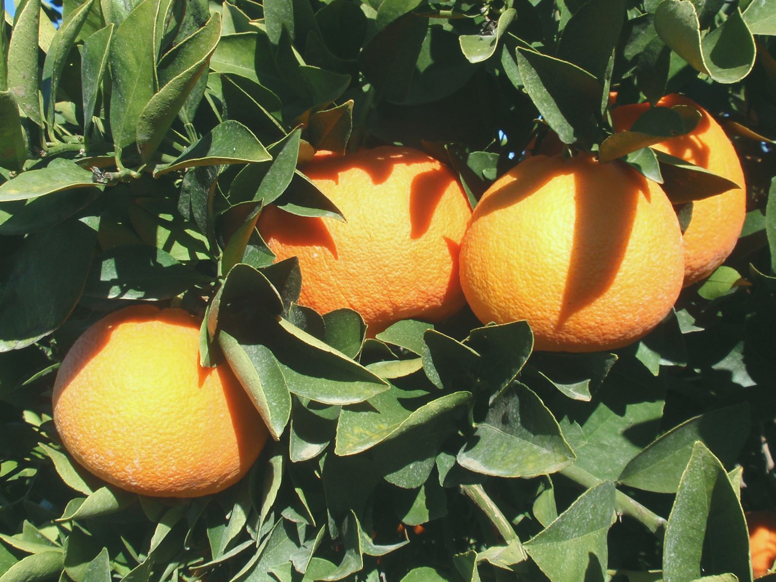 粉红葡萄柚精油grapefruit pink essential oil台湾朴真