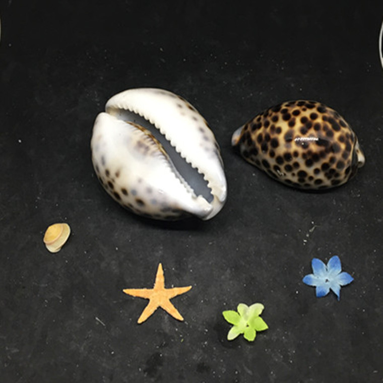 虎斑贝 鱼缸家居 酒店装饰 天然贝壳 海螺 海星批发