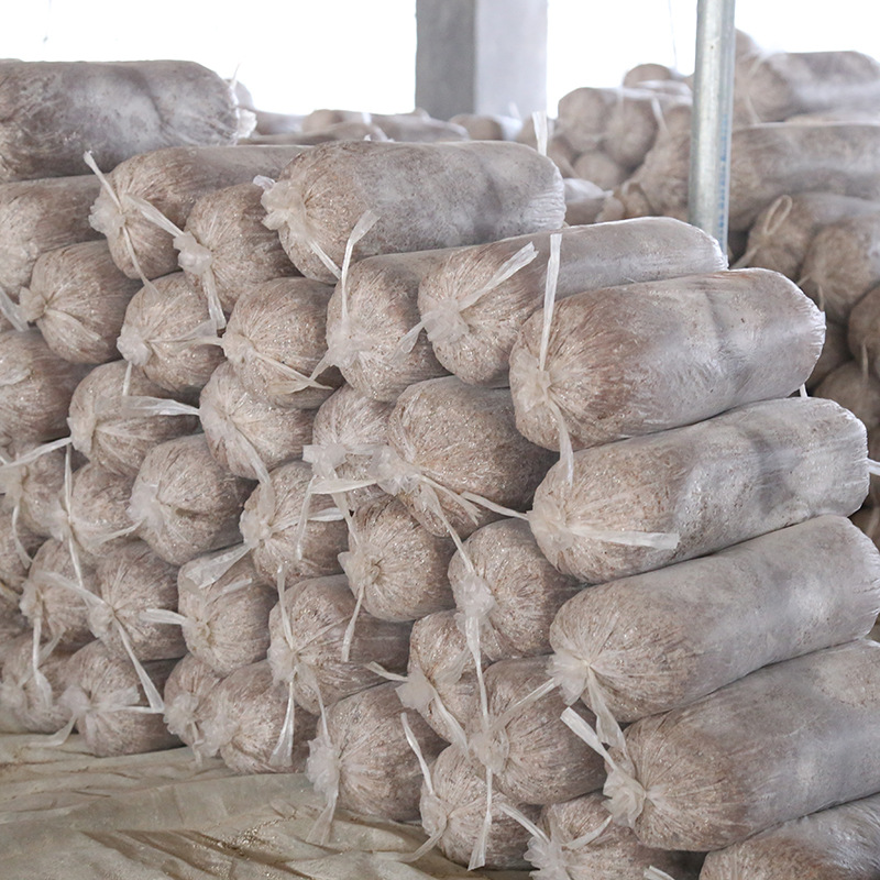 招商 出口高质量平菇菌棒