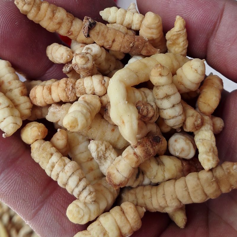 白虫草 肺痨草 白虫草肺痨草批发产地大货直销