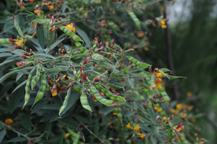 沃特莱斯木豆提取物现货包邮