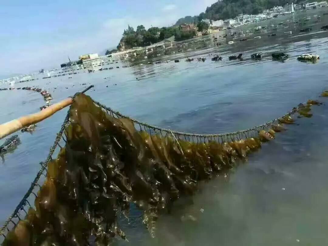 福建霞浦干货海带 散装手工日晒无沙海带 1斤 厂家批发 包邮