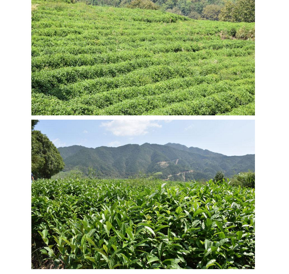 霞森牌双井绿茶茶叶 2017年新茶批发 500g礼盒装高山春茶厂家直销