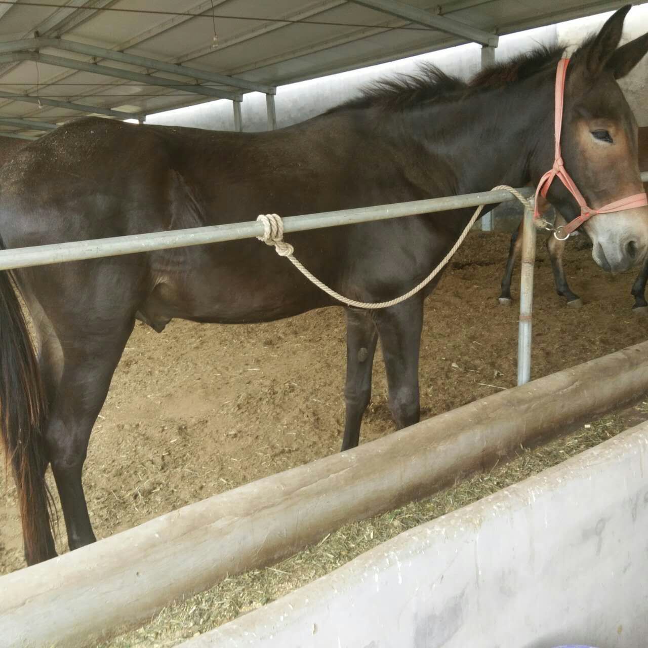 成年骡子价格骡子多少钱一头小骡子的格