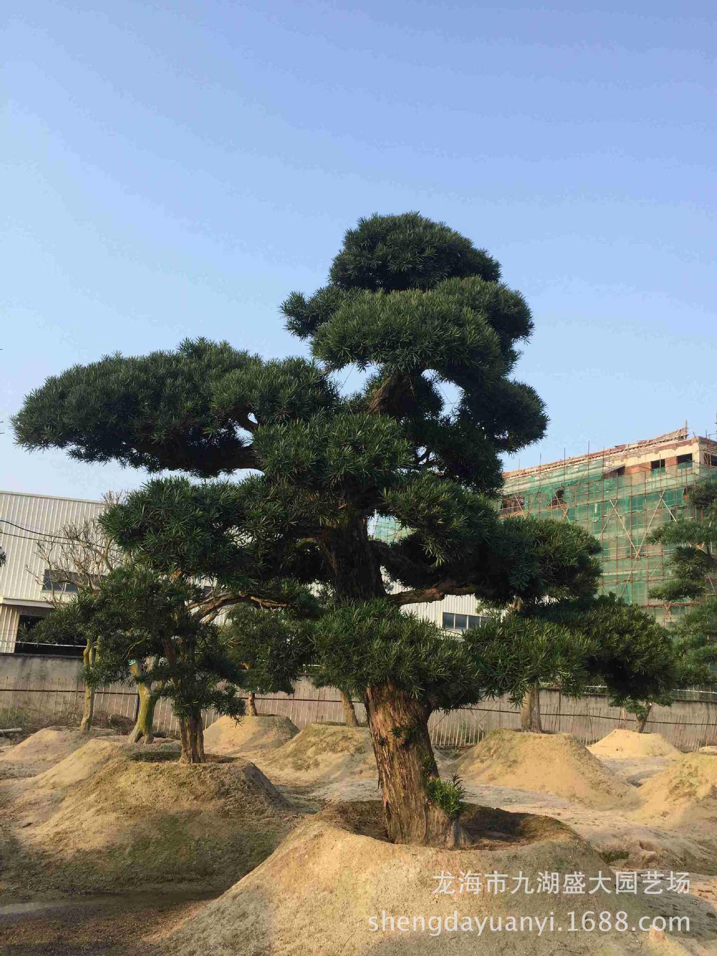 福建批发国产罗汉松 别墅迎客松 造型罗汉松 本地罗汉松树价格